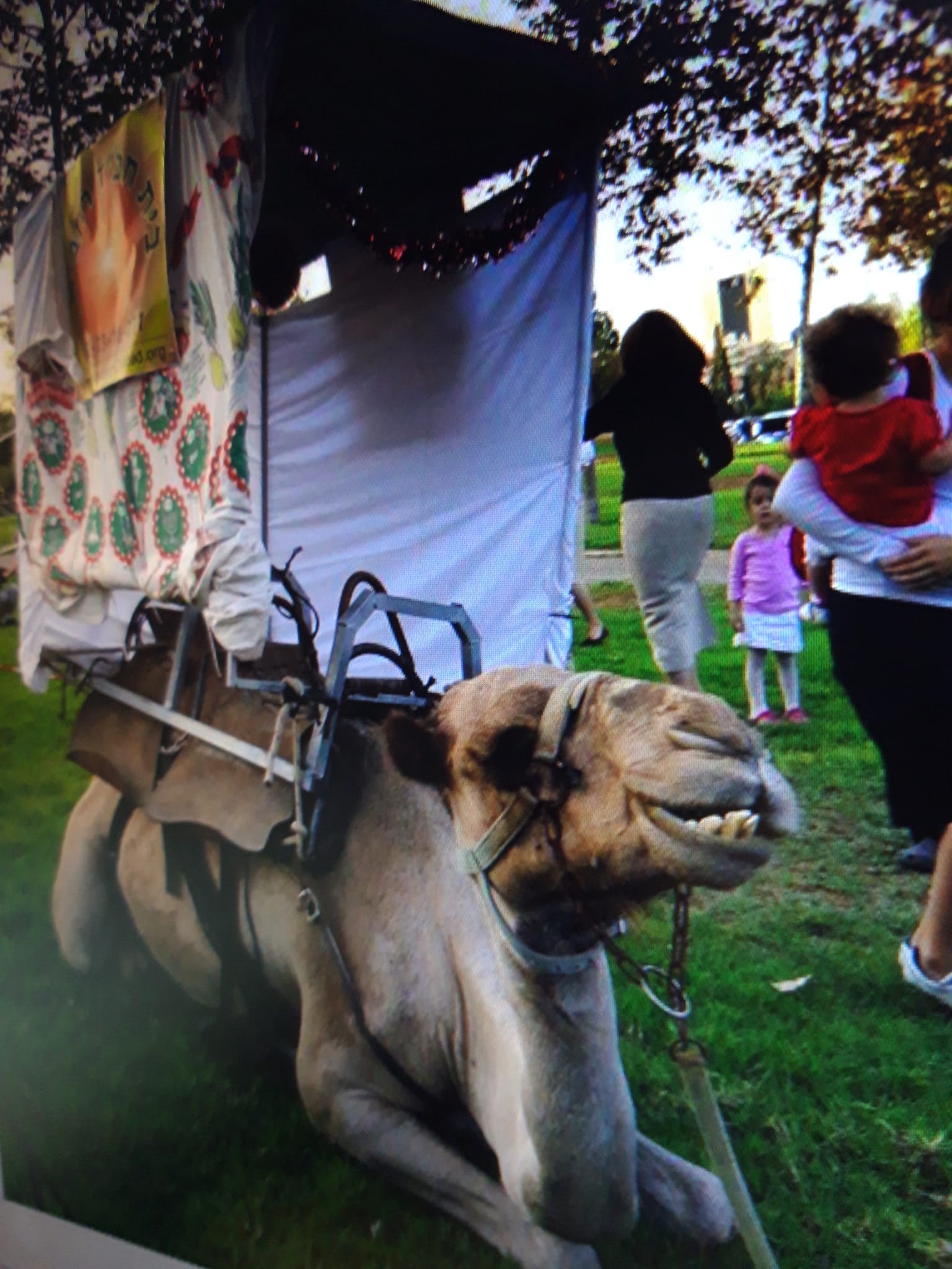 sukkot_viktorina_TP_2020